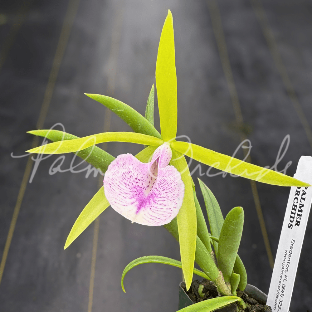 RAINBOW✧ロータスフラワー✧オルゴナイト9♥やまさま♥️専用です Brassavola nodosa — Palmer Orchids